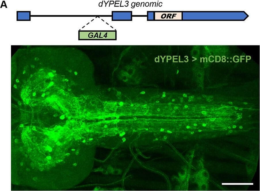 Immunofluorescence of Anti-RFP mx3