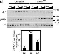Western Blot of Anti-Histone H2AvD pS137
