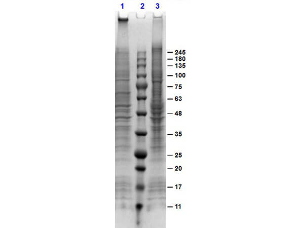 SDS-PAGE of A431 Whole Cell Lysate EGF Stimulated