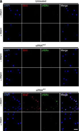 Immunocytochemistry of Anti-Histone H2AvD pS137
